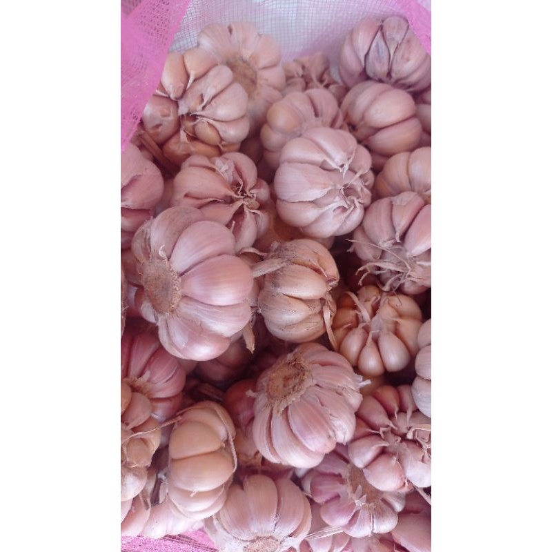 

Bawang Putih Honan Terbaru Kemasan Setengah Kilogram Kering Berkualitas