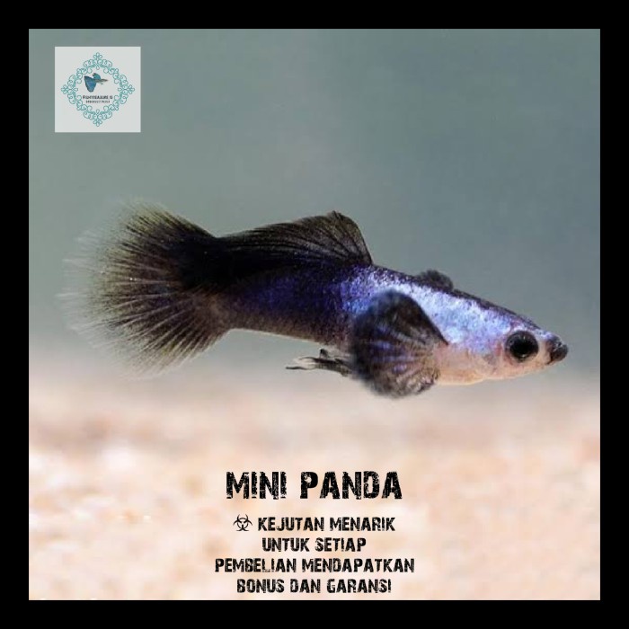 Ikan Hias Guppy Mini Panda - Sepasang