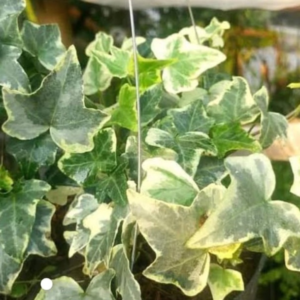 tanaman hias ivy variegata / english ivy