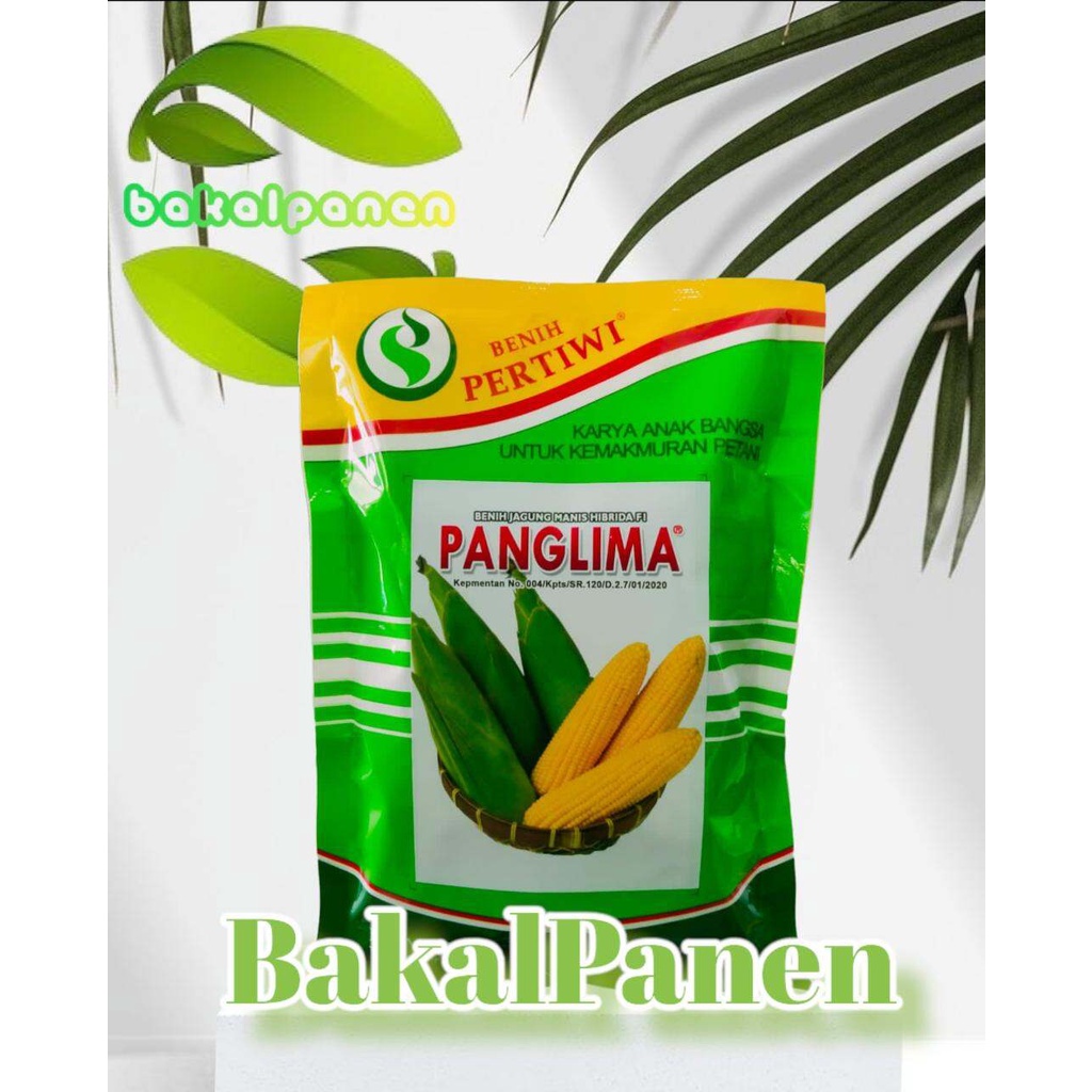 Benih bibit jagung manis Pertiwi PANGLIMA F1