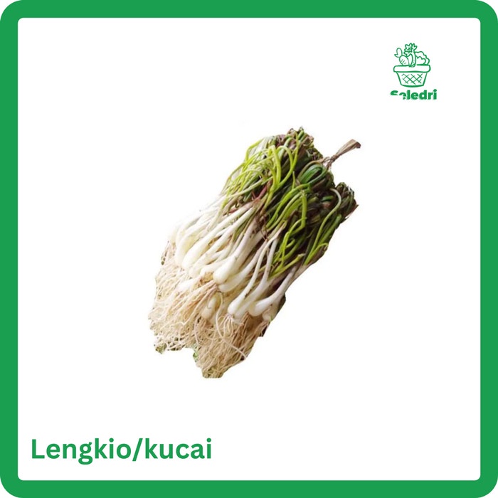 

Lengkio / Kucai Segar