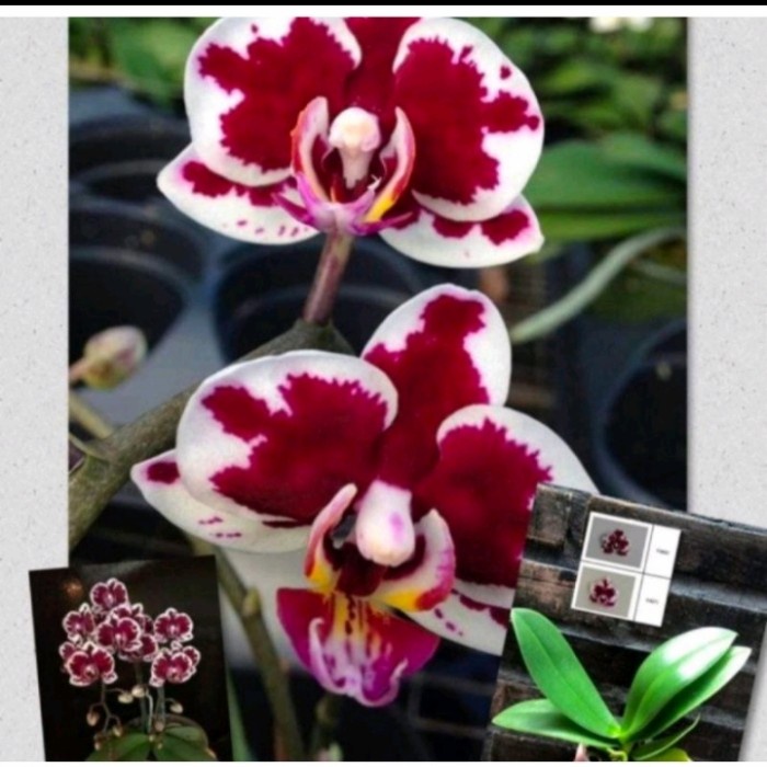 Pohon Anggrek Bulan Bunga Putih Bercak Merah Dewasa Siap Spike