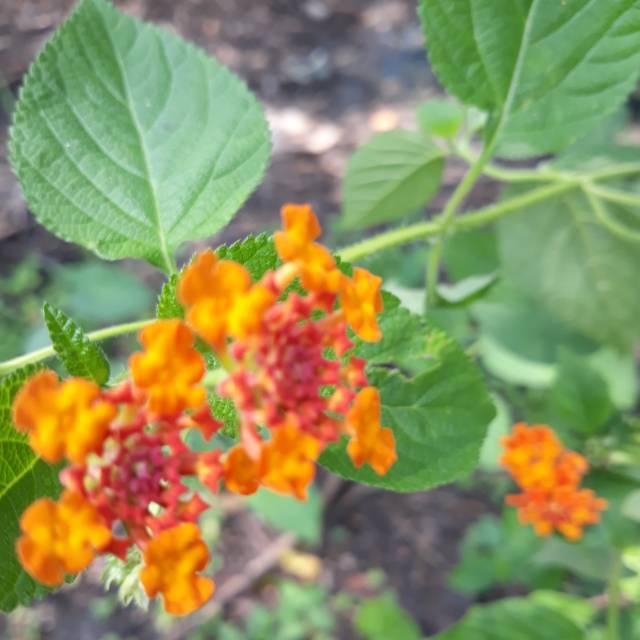

Daun tembelekan orange /350grm lantana ,