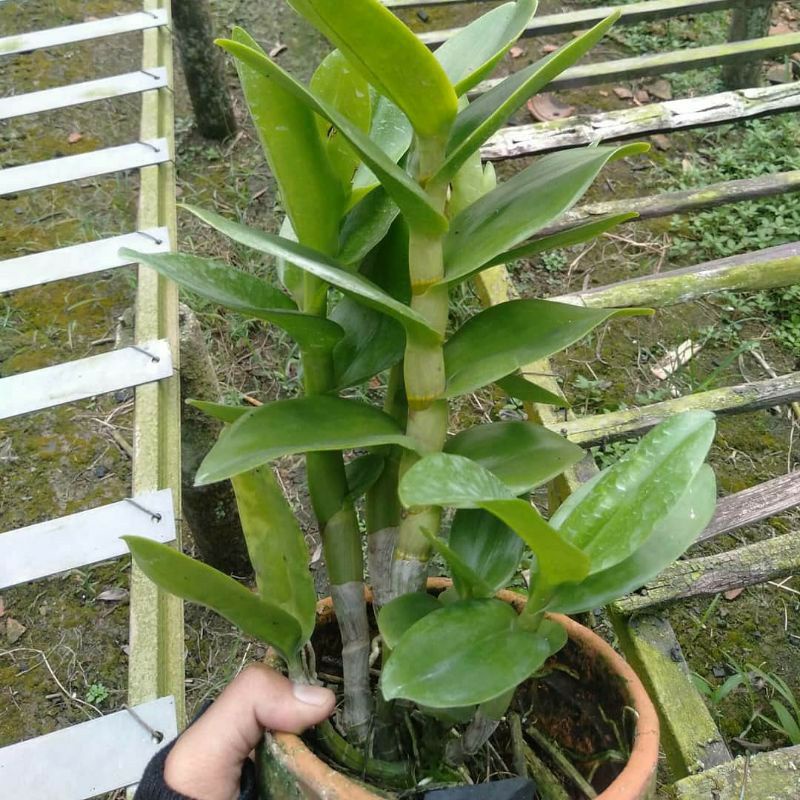 Anggrek dendrobium dewasa warna ID/random