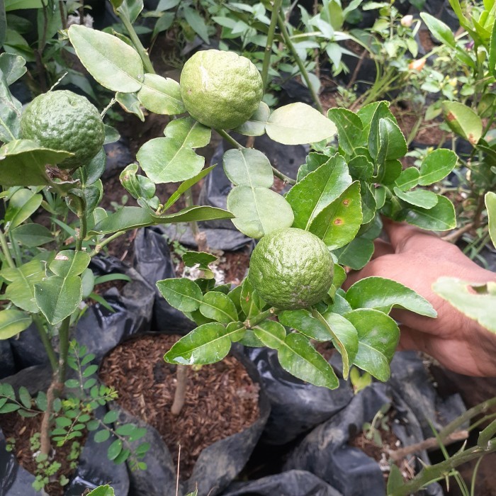 BIBIT TANAMAN JERUK PURUT SUDAH BERBUAH/ BIBIT JERUK PURUT BERBUAH