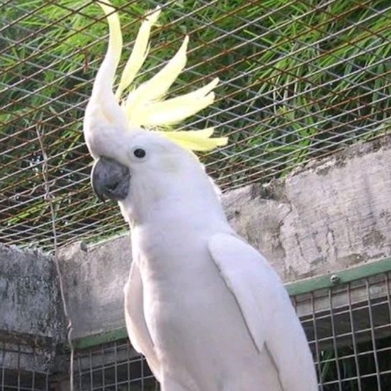 

telur burung jambul kuning telur fertil