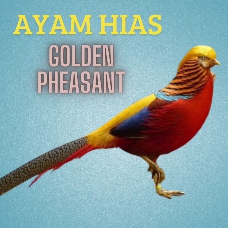 

telur ayam hias golden pheasant asli untuk di tetaskan