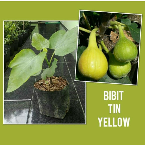 Bibit Tanaman Buah Tin Yellow , Bibit Buah Tin Kuning