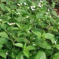 

New Promo 1 kg daun bandotan/babadotan segar fresh (Reungit Geulis)