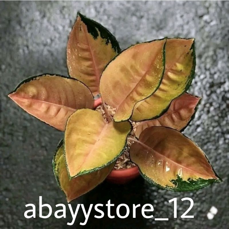 anakan aglonema Sultan brunei