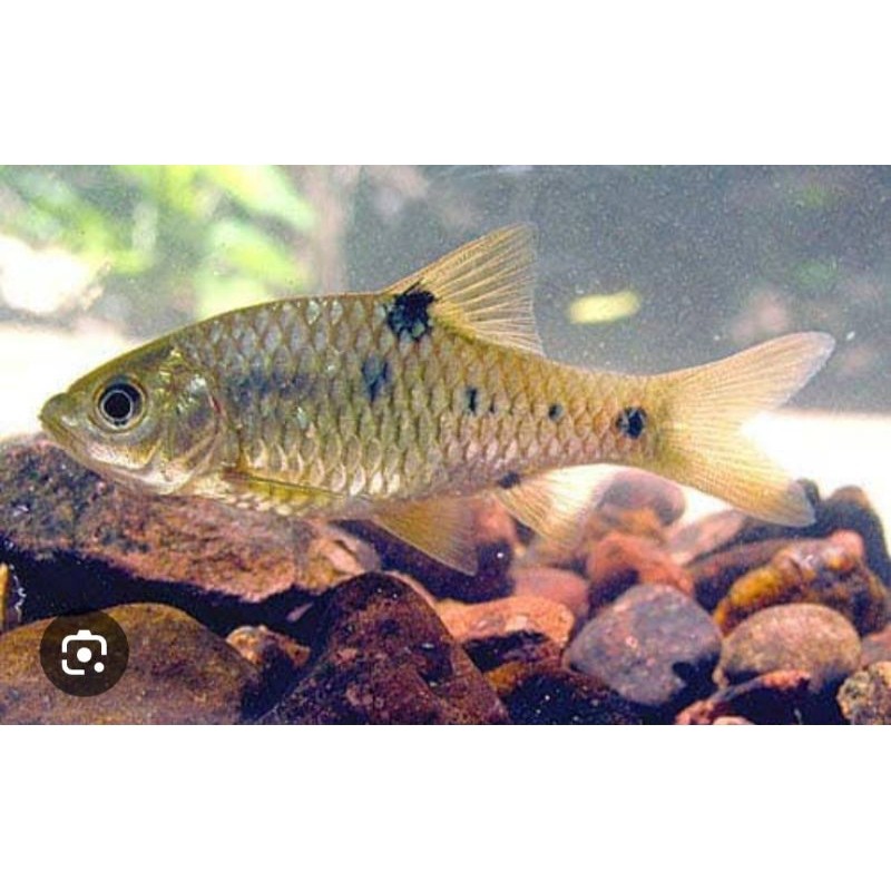 wader tawar hiasan aquascpe