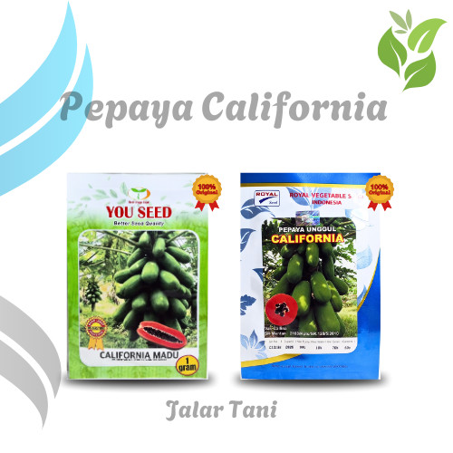 Benih Bibit Unggulan Pepaya California Madu dan California Callina