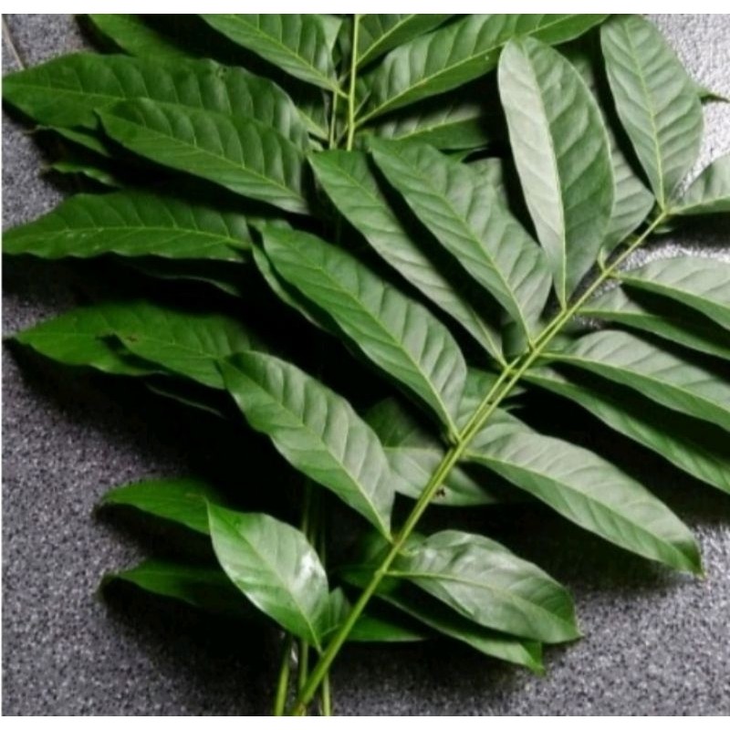 

daun mahoni segar herbal alami 100 lembar