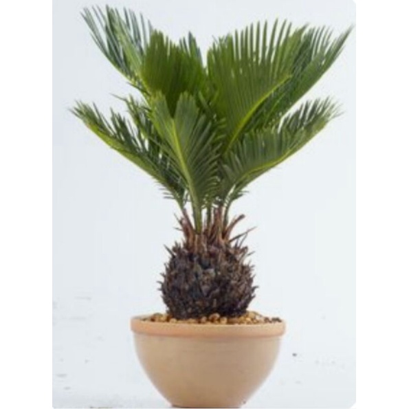 Tanaman Hias Hidup Palem Sikas/Mawar Jambe