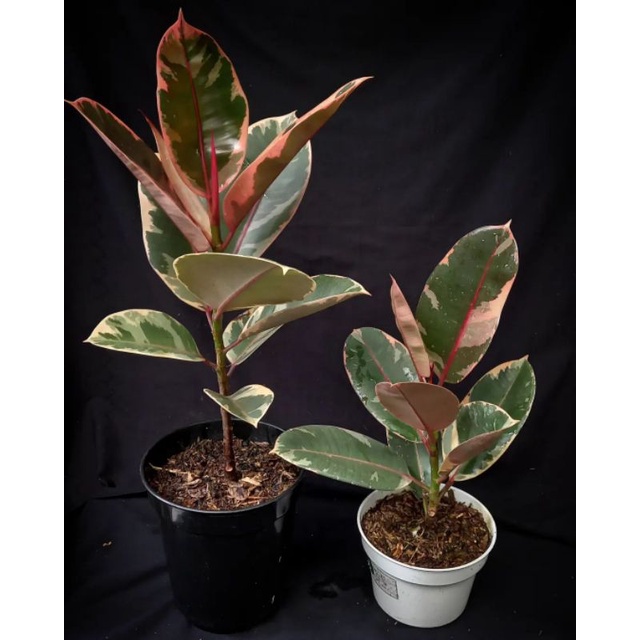 Tanaman Hias Karet Kebo (Ficus elastica) -Ficus Red Ruby Varigata Merah Hidup Berakar - Plantstara