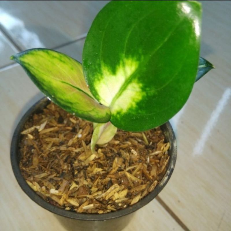 Tanaman hias aglonema SULTAN BRUNEI//Baby aglonema Sultan Brunei