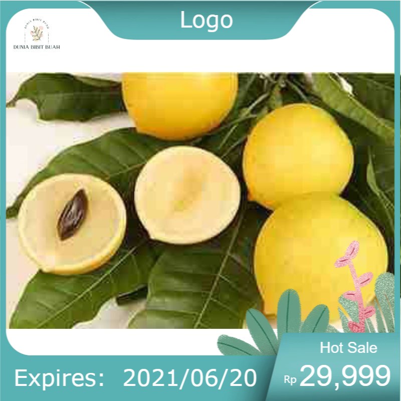 Bibit abiu jumbo / sawo australia