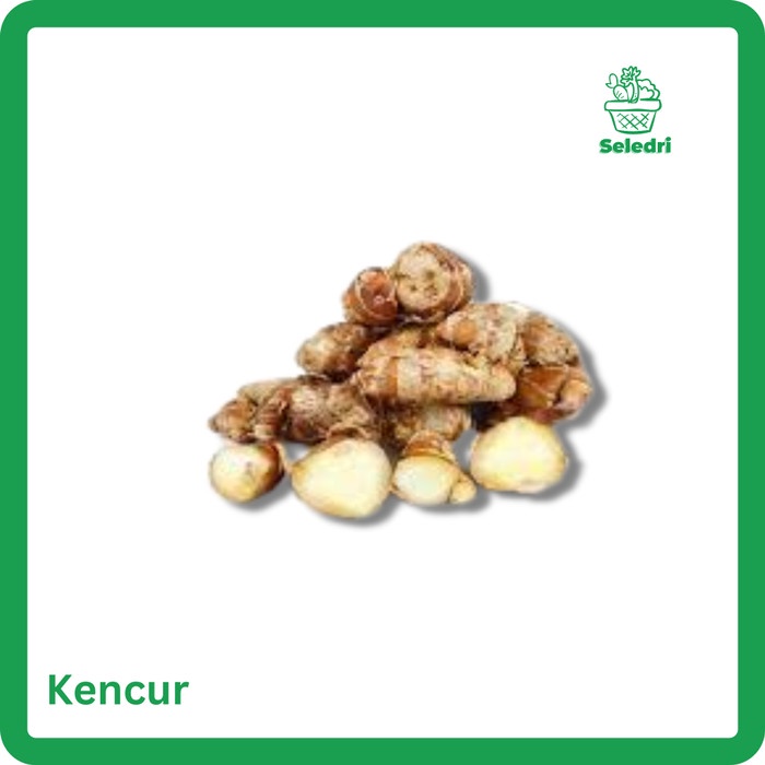 

Rempah Kencur Segar Bumbu Masak