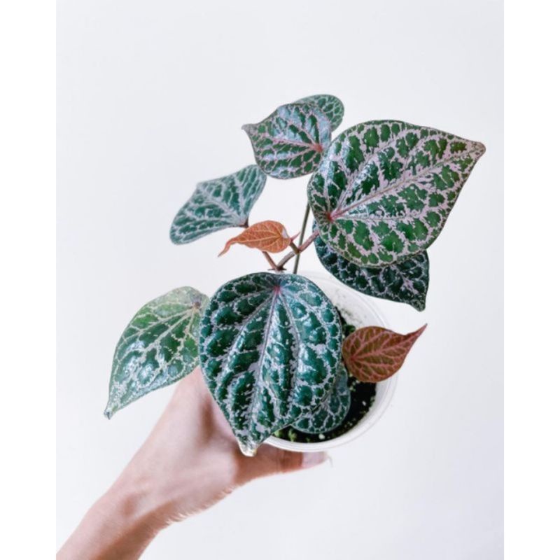 ( TERMURAH) Tanaman Herbal Sirih Merah - Tanaman Hidup Rambat Sirih Merah - Pohon Herbal Sirih Merah