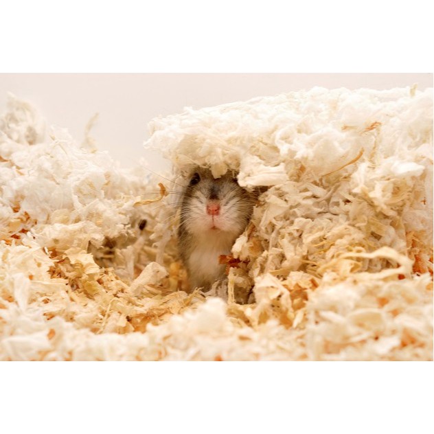 SERBUK KAYU LOKAL kandang hamster landak mini reptile sugar glider marmut gerbil kandang torto