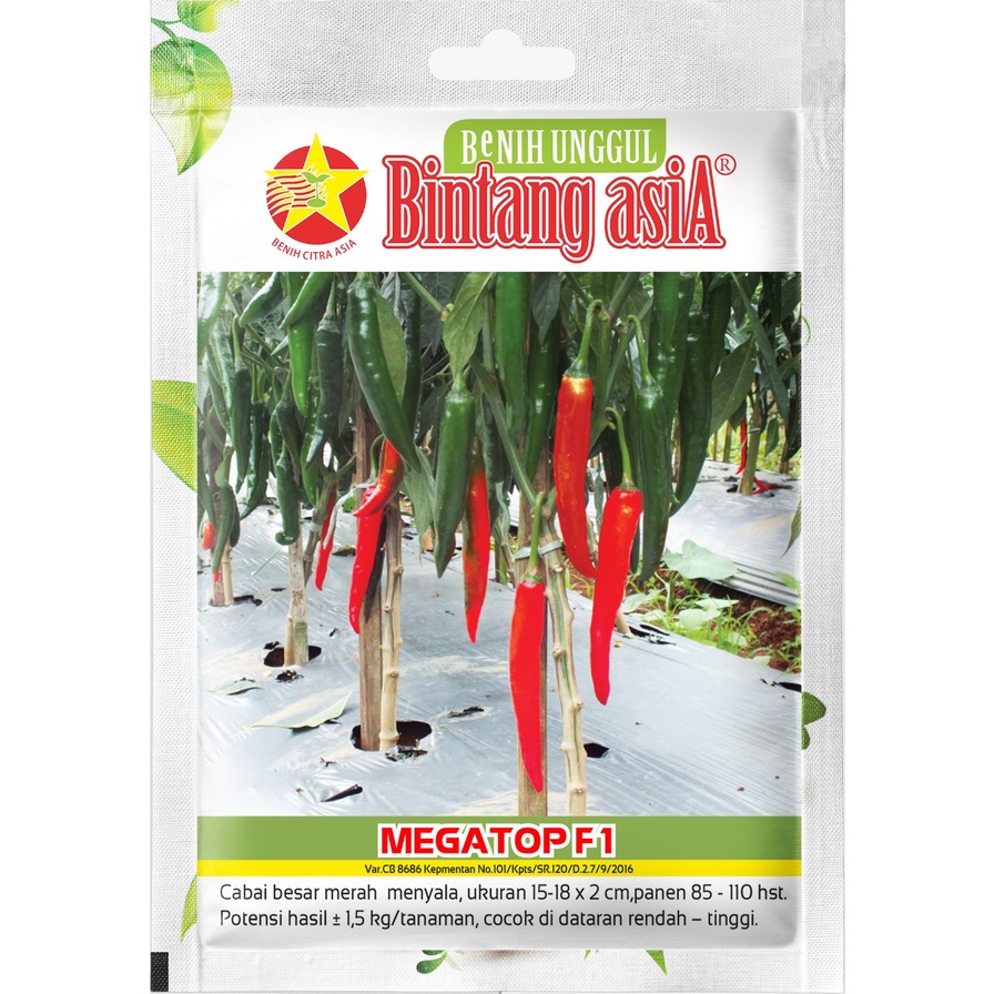 Benih Cabai Cabe Besar MEGATOP F1 1 Gram Cap Bintang Asia PT Benih Citra Asia Warna Merah Menyala Co