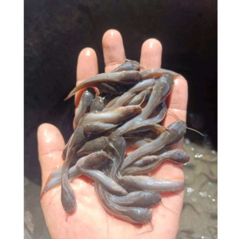 

bibit lele / benih lele / bibit lele ukuran 3-4 cm per 100 ekor garansi 100%