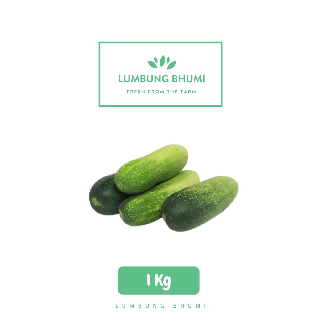 

Timun Sedang Sayur 1 Kg - Lumbung Bhumi