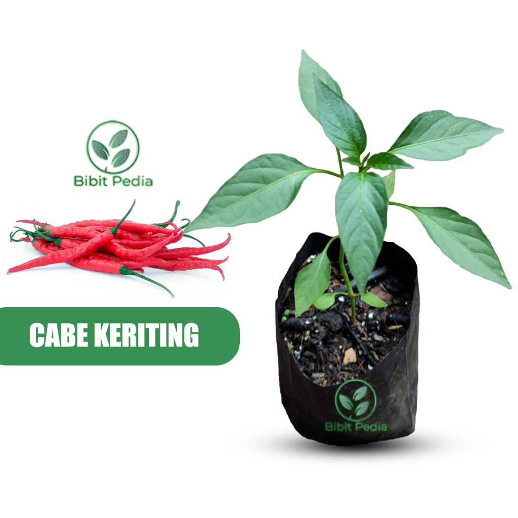 Tanaman Cabe Merah Keriting Bibit Cabai Keriting Unggul
