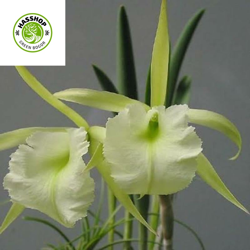 Promo BISA COD Anggrek Cattleya Brassavola Jimmeney Cricket