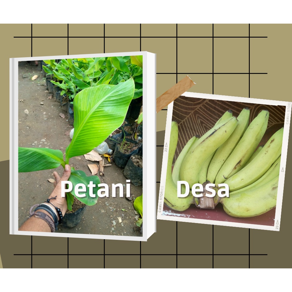 Bibit Pisang Ambon Ijo