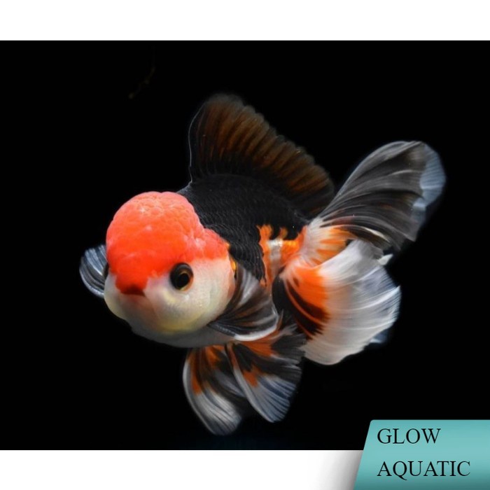 Ikan Hias Mas Koki Oranda Baby 3Colour,Blackgold,Panda - 3Colour, 6 CM pemanis aquarium