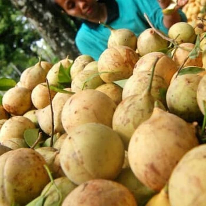 

BUAH PALA SEGAR 1KG BULAT SUPER