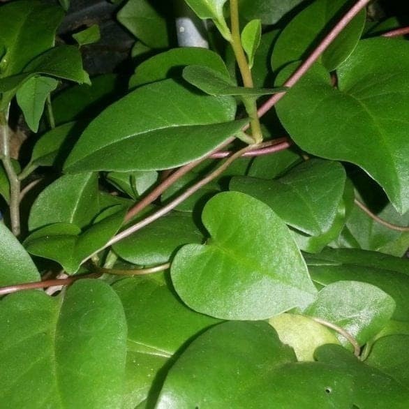 

Daun Binahong Segar Perhelai