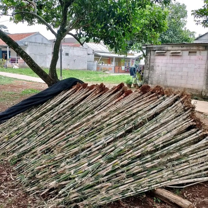 Tanaman hias bambu jepang untuk pagar .....