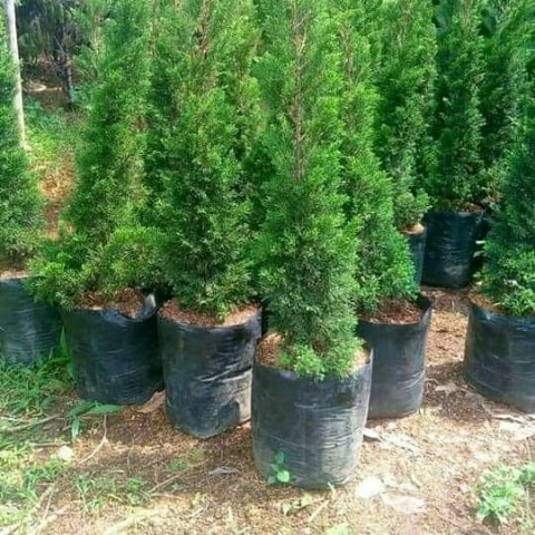 Tanaman Hias Cemara Lilin , Pohon Cemara Lilin