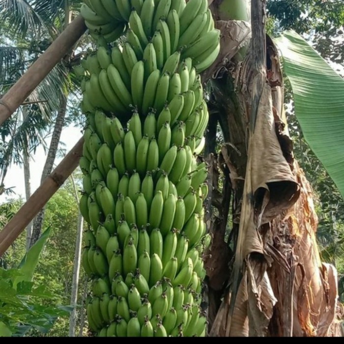 Bibit Pisang Mulyo | Bibit Pisang Fhia 17 Kualitas Super