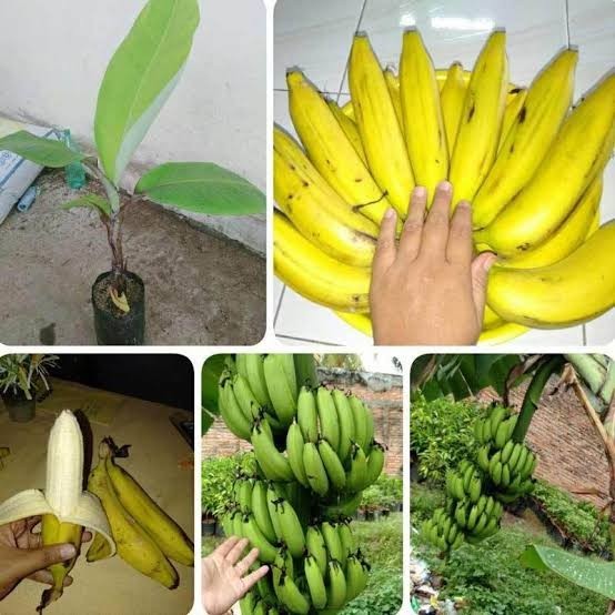 Bibit Pisang Ambon Kuning