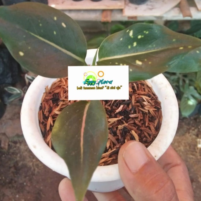 aglonema pink dalmation