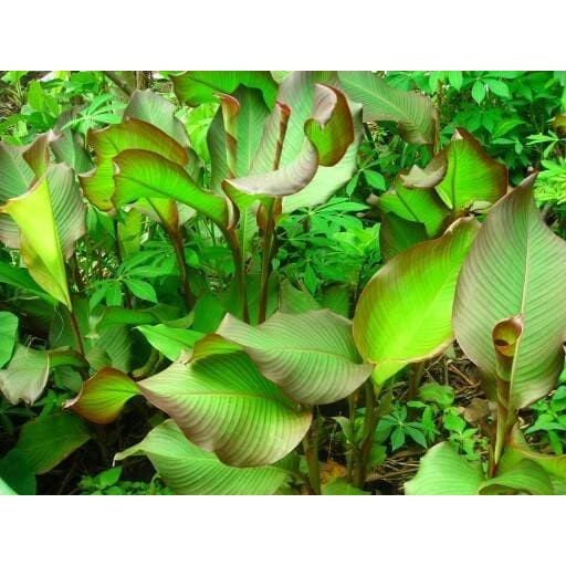 

Umbi Ganyong Ganyo Segar Basah Hipertensi Dll Obat Herbal