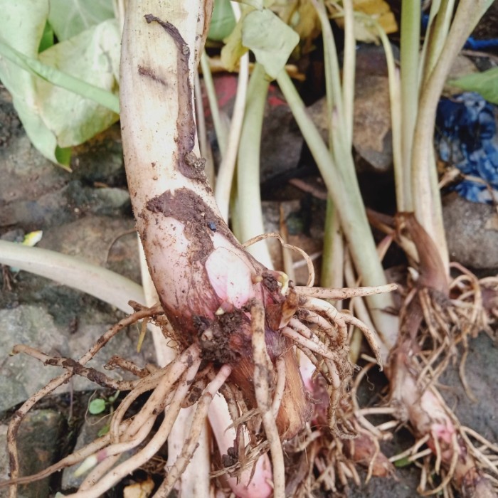 Benih talas lompong/talas sayur.1 pohon prsh