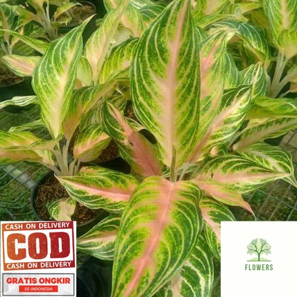 Aglonema Pink Sunset / Tanaman Hias aglonema pink sunset murah