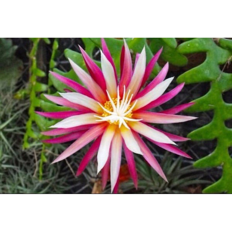 Bibit bunga wijaya kusuma keris-tanaman gantung - Tanaman Hias Hidup-Bunga Hidup-WijayaKusuma