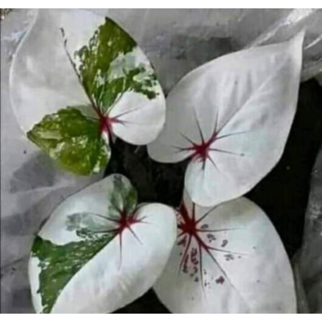 Umbi Caladium seven diamond - keladi hias hybrid import thailand