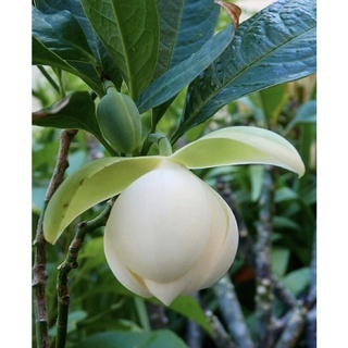 Cempaka gondok putih kuncup ( Magnolia liliifera)- tanaman bibit cempaka telor siap berbunga