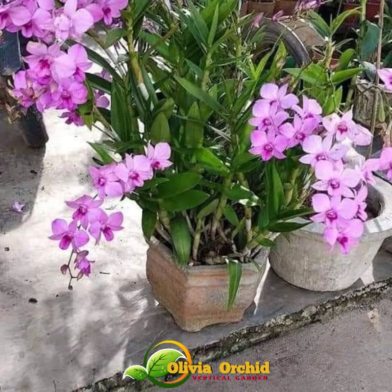 ANGGREK DENDROBIUM ANGGREK DENDRO Anggrek dendrobium  larat dewasa