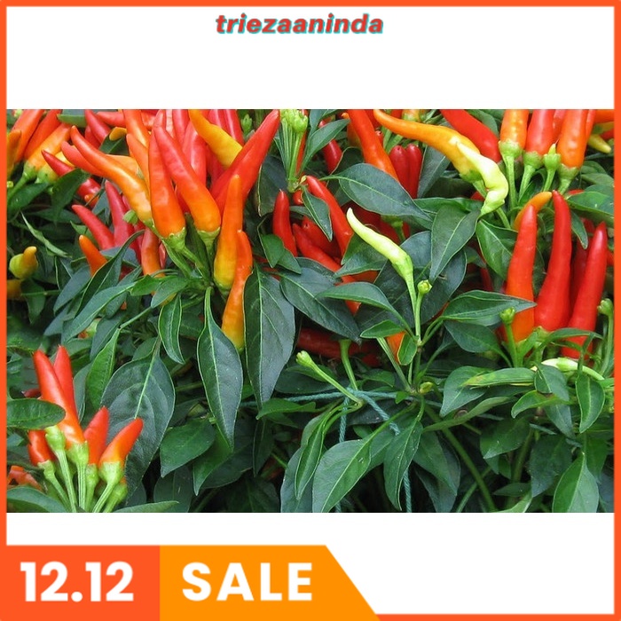 Pupuk Cabe Agar Berbuah Lebat, Pupuk Penyubur Tanaman Cabe Cabai