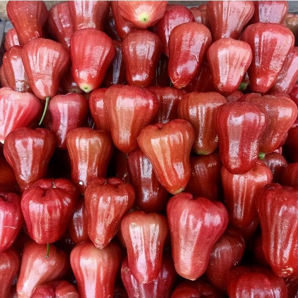 

Buah Jambu AIR Semua Varian 500gram Bol Madu Citra Manis Fresh Hijau Merah Original Fresh Premium
