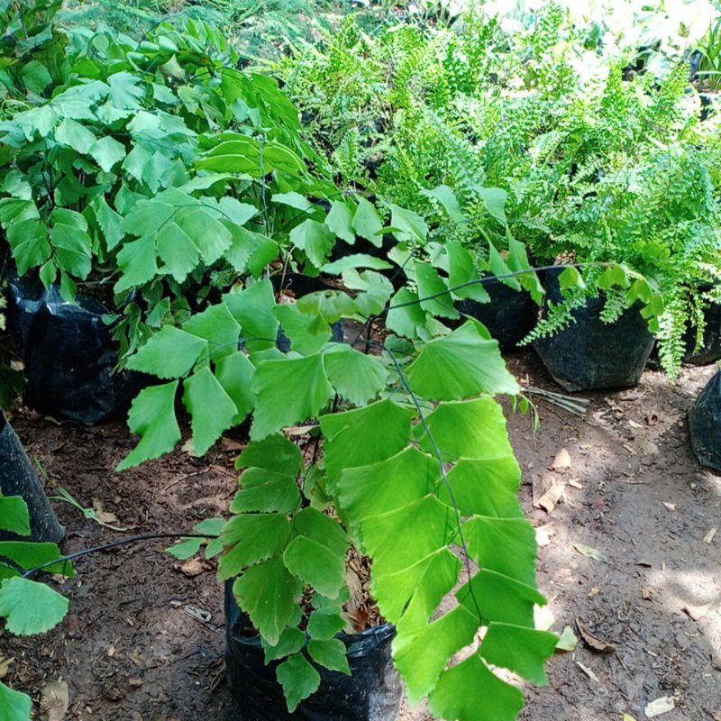 Tanaman Hias Hidup Suplier Dolar - Pakis Suplir - Suplir Daun Besar