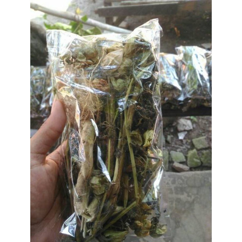 

cod 100 gram ciplukan kering/cecendet kering daun buah akar dan batang ciplukan kering mugilaris