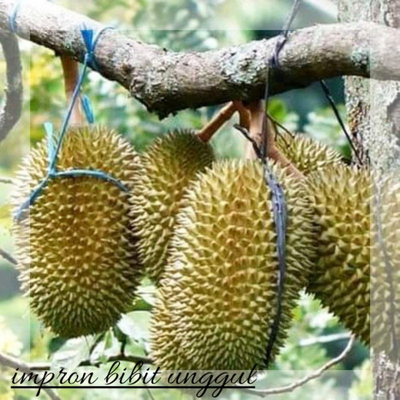 COD Bibit Durian Montong Super Jumbo